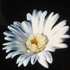 Meet your Posher, Melody